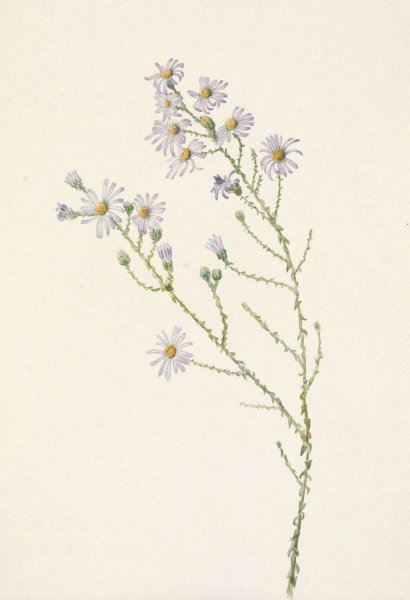 Pineland Aster. Aster squarrosus  by Mary Vaux Walcott - Hand-Painted Oil Painting Reproduction