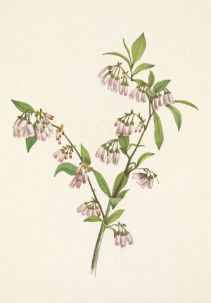 Pineland Blueberry. Vaccinium tenellum by Mary Vaux Walcott Oil Painting