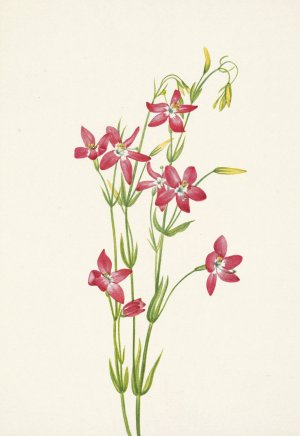 Pink Centaurium. Centaurium venustum by Mary Vaux Walcott Oil Painting