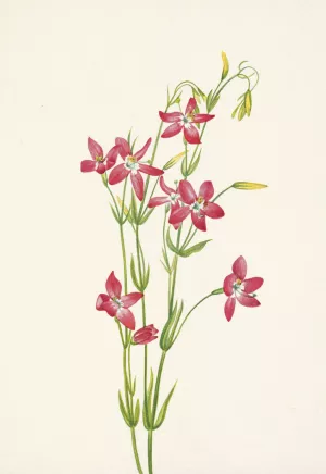 Pink Centaurium. Centaurium venustum Oil painting by Mary Vaux Walcott