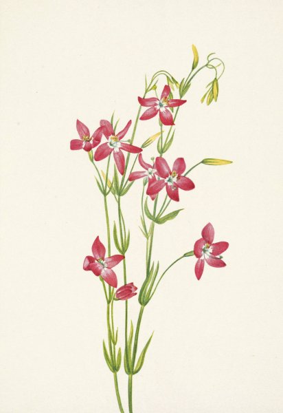 Pink Centaurium. Centaurium venustum  by Mary Vaux Walcott - Hand-Painted Oil Painting Reproduction