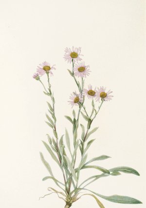 Pink Fleabane by Mary Vaux Walcott Oil Painting