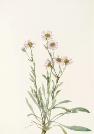 Pink Fleabane by Mary Vaux Walcott Oil Painting