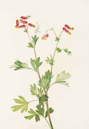 Pink Fumeroot Oil painting by Mary Vaux Walcott