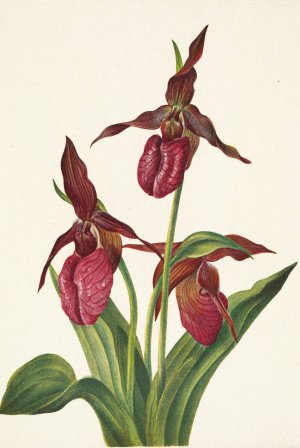 Pink Ladyslipper. Cypripedium acaule Oil painting by Mary Vaux Walcott