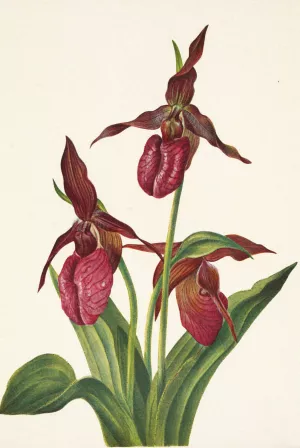 Pink Ladyslipper. Cypripedium acaule by Mary Vaux Walcott Oil Painting
