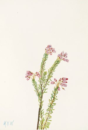 Pink Mountainheather by Mary Vaux Walcott Oil Painting