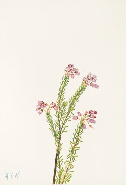 Pink Mountainheather by Mary Vaux Walcott - Hand-Painted Oil Painting Reproduction