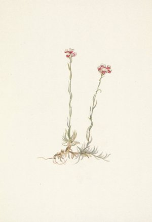 Pink Pussytoes. Antennaria rosea by Mary Vaux Walcott Oil Painting