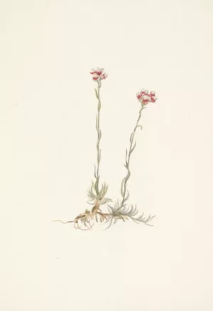 Pink Pussytoes. Antennaria rosea by Mary Vaux Walcott Oil Painting