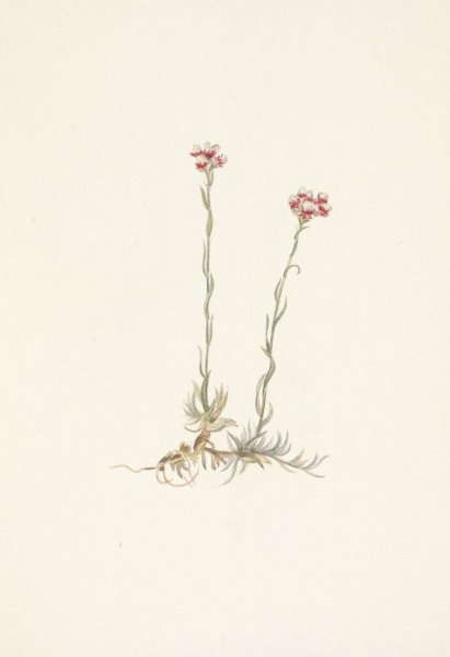 Pink Pussytoes. Antennaria rosea  by Mary Vaux Walcott - Hand-Painted Oil Painting Reproduction