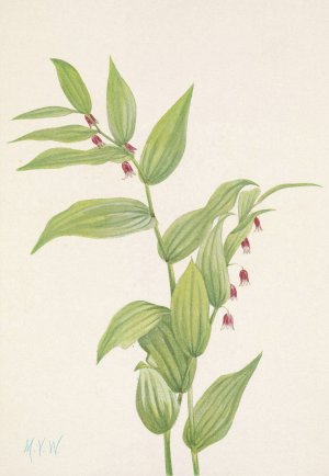 Pink Twistedstalk. Streptopus curvipes by Mary Vaux Walcott Oil Painting