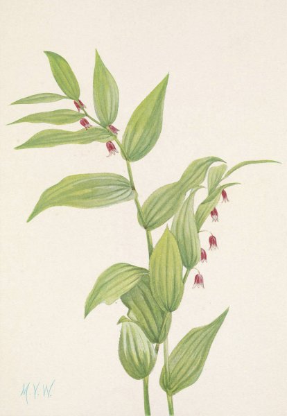 Pink Twistedstalk. Streptopus curvipes  by Mary Vaux Walcott - Hand-Painted Oil Painting Reproduction