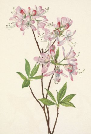 Pinkshell Azalea. Azalea vaseyi by Mary Vaux Walcott Oil Painting