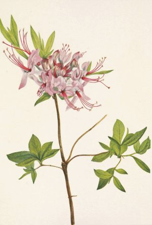 Pinxterbloom. Azalea nudiflora by Mary Vaux Walcott Oil Painting