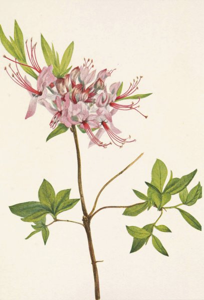 Pinxterbloom. Azalea nudiflora  by Mary Vaux Walcott - Hand-Painted Oil Painting Reproduction