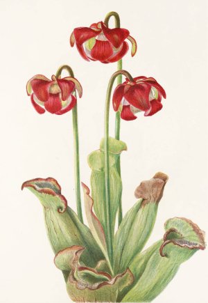 Pitcherplant by Mary Vaux Walcott Oil Painting