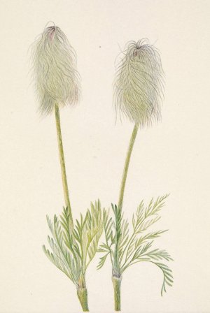 Plume Anemone by Mary Vaux Walcott Oil Painting
