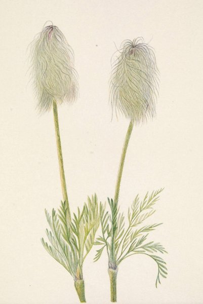 Plume Anemone  by Mary Vaux Walcott - Hand-Painted Oil Painting Reproduction