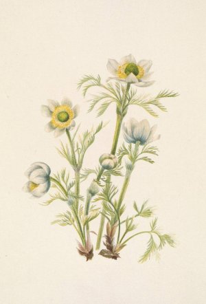 Plume Anemone by Mary Vaux Walcott Oil Painting