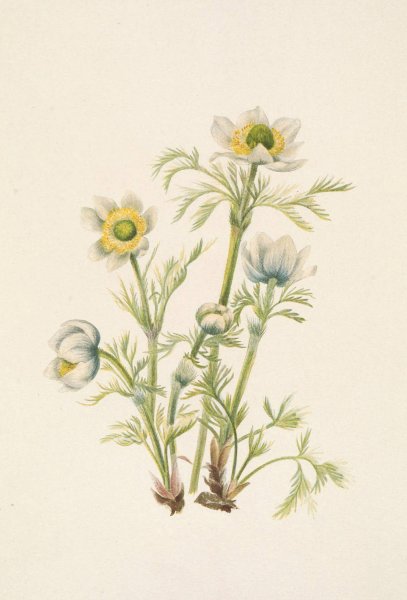 Plume Anemone  by Mary Vaux Walcott - Hand-Painted Oil Painting Reproduction