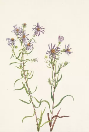 Prairie Aster. Aster campestris by Mary Vaux Walcott Oil Painting