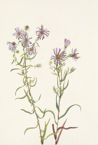 Prairie Aster. Aster campestris  by Mary Vaux Walcott - Hand-Painted Oil Painting Reproduction