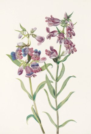 Prairie Pentstemon. Oil painting by Mary Vaux Walcott