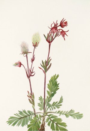 Prairie-smoke by Mary Vaux Walcott Oil Painting