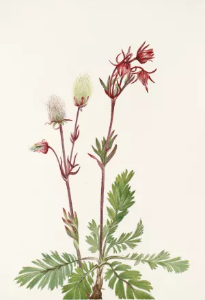 Prairie-smoke by Mary Vaux Walcott Oil Painting