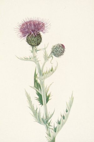 Prairie Thistle. Cirsium undulatum by Mary Vaux Walcott Oil Painting