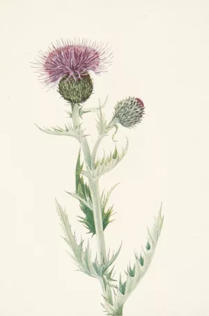 Prairie Thistle. Cirsium undulatum Oil painting by Mary Vaux Walcott