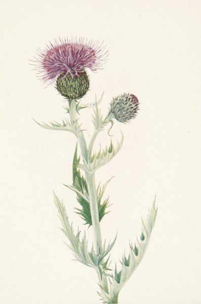 Prairie Thistle. Cirsium undulatum  by Mary Vaux Walcott - Hand-Painted Oil Painting Reproduction
