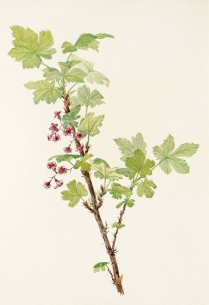 Prickly Currant by Mary Vaux Walcott Oil Painting