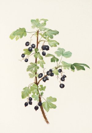 Prickly Currant by Mary Vaux Walcott Oil Painting