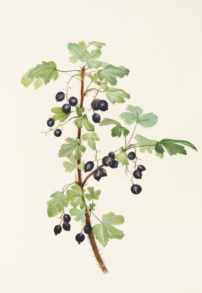 Prickly Currant  by Mary Vaux Walcott - Hand-Painted Oil Painting Reproduction