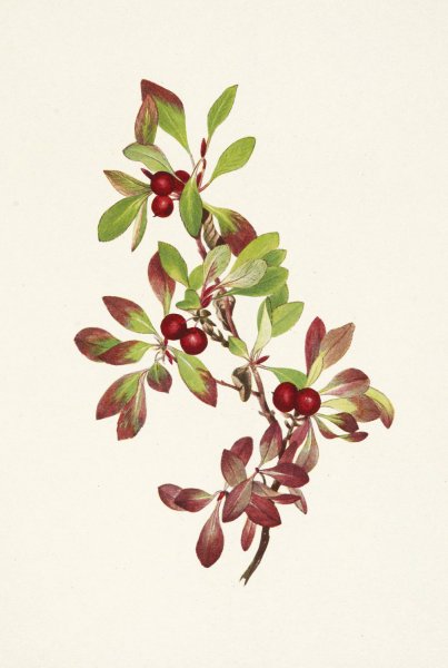 Ptarmiganberry. Arctous alpina  by Mary Vaux Walcott - Hand-Painted Oil Painting Reproduction