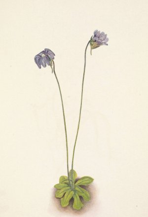 Purple Butterwort. Pinguicula elatior by Mary Vaux Walcott Oil Painting