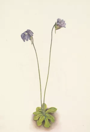 Purple Butterwort. Pinguicula elatior by Mary Vaux Walcott Oil Painting
