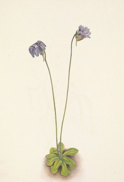 Purple Butterwort. Pinguicula elatior  by Mary Vaux Walcott - Hand-Painted Oil Painting Reproduction