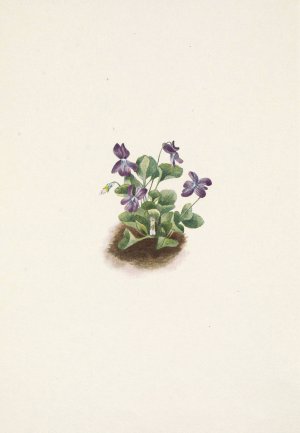 Purple Mountain Violet. Viola adunca by Mary Vaux Walcott Oil Painting