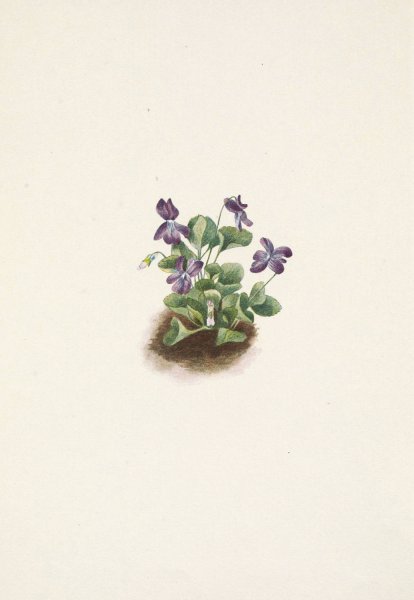 Purple Mountain Violet. Viola adunca  by Mary Vaux Walcott - Hand-Painted Oil Painting Reproduction