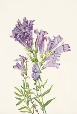 Purple Pentstemon. Pentstemon lyallii Oil painting by Mary Vaux Walcott