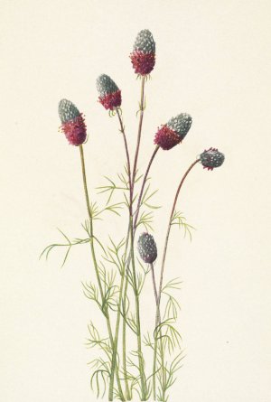 Purple Prairieclover. Petalostemon purpureum by Mary Vaux Walcott Oil Painting