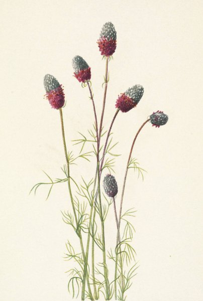 Purple Prairieclover. Petalostemon purpureum  by Mary Vaux Walcott - Hand-Painted Oil Painting Reproduction