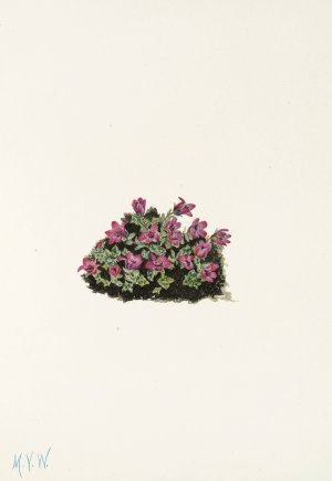 Purple Saxifrage by Mary Vaux Walcott Oil Painting