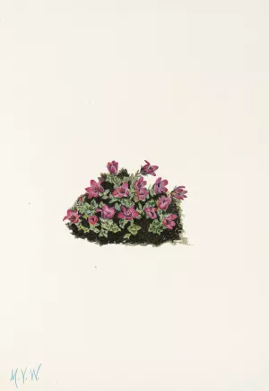 Purple Saxifrage Oil painting by Mary Vaux Walcott