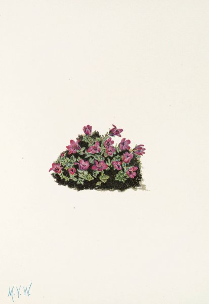 Purple Saxifrage  by Mary Vaux Walcott - Hand-Painted Oil Painting Reproduction