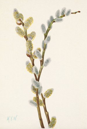 Pussy Willow. Salix discolor by Mary Vaux Walcott Oil Painting