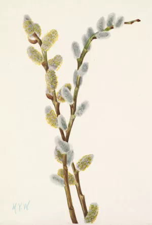 Pussy Willow. Salix discolor by Mary Vaux Walcott Oil Painting
